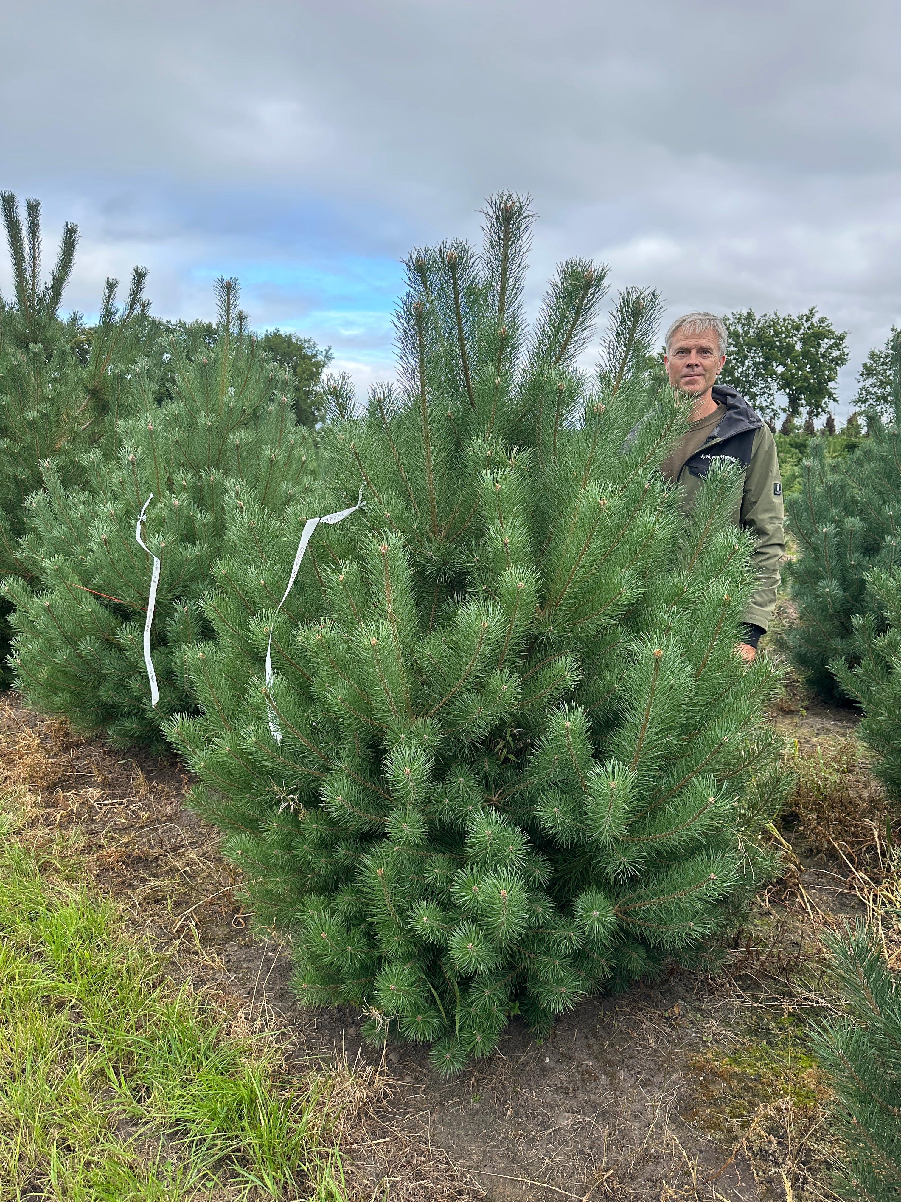 Kraftige bukset Østrigsk fyr, Pinus nigra nigra 