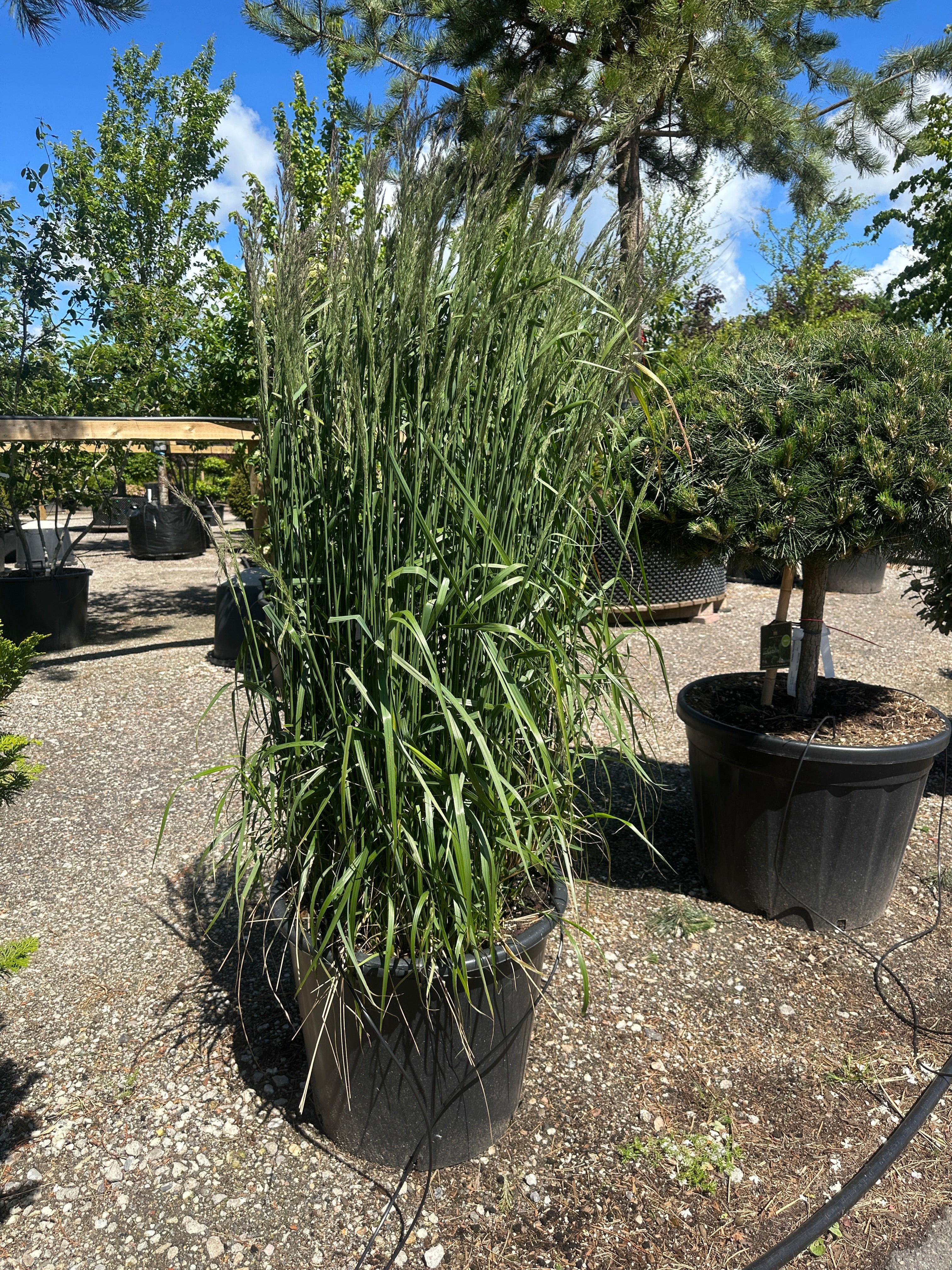 Opret overførstegræs, Calamagrostis x acutiflora 'Karl Foerster', med tætte, strågule og fjeragtige blomsteraks.