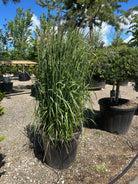 Opret overførstegræs, Calamagrostis x acutiflora 'Karl Foerster', med tætte, strågule og fjeragtige blomsteraks.
