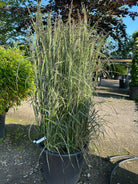 Havesandrør, Calamagrostis x acutiflora 'Overdam', med oprette, hvidstribede græsblade og lette, luftige blomsteraks.