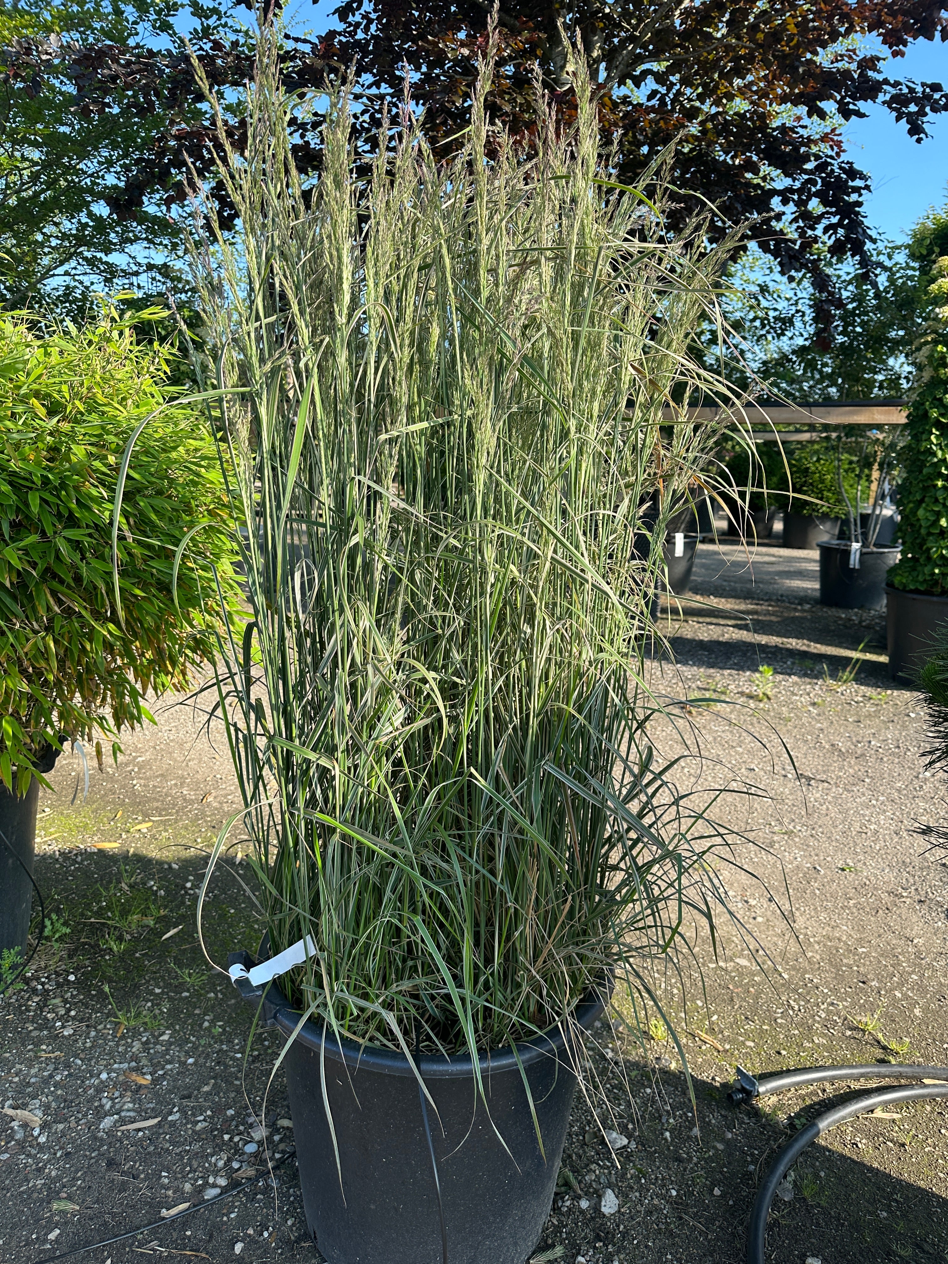 Havesandrør, Calamagrostis x acutiflora 'Overdam', med oprette, hvidstribede græsblade og lette, luftige blomsteraks.