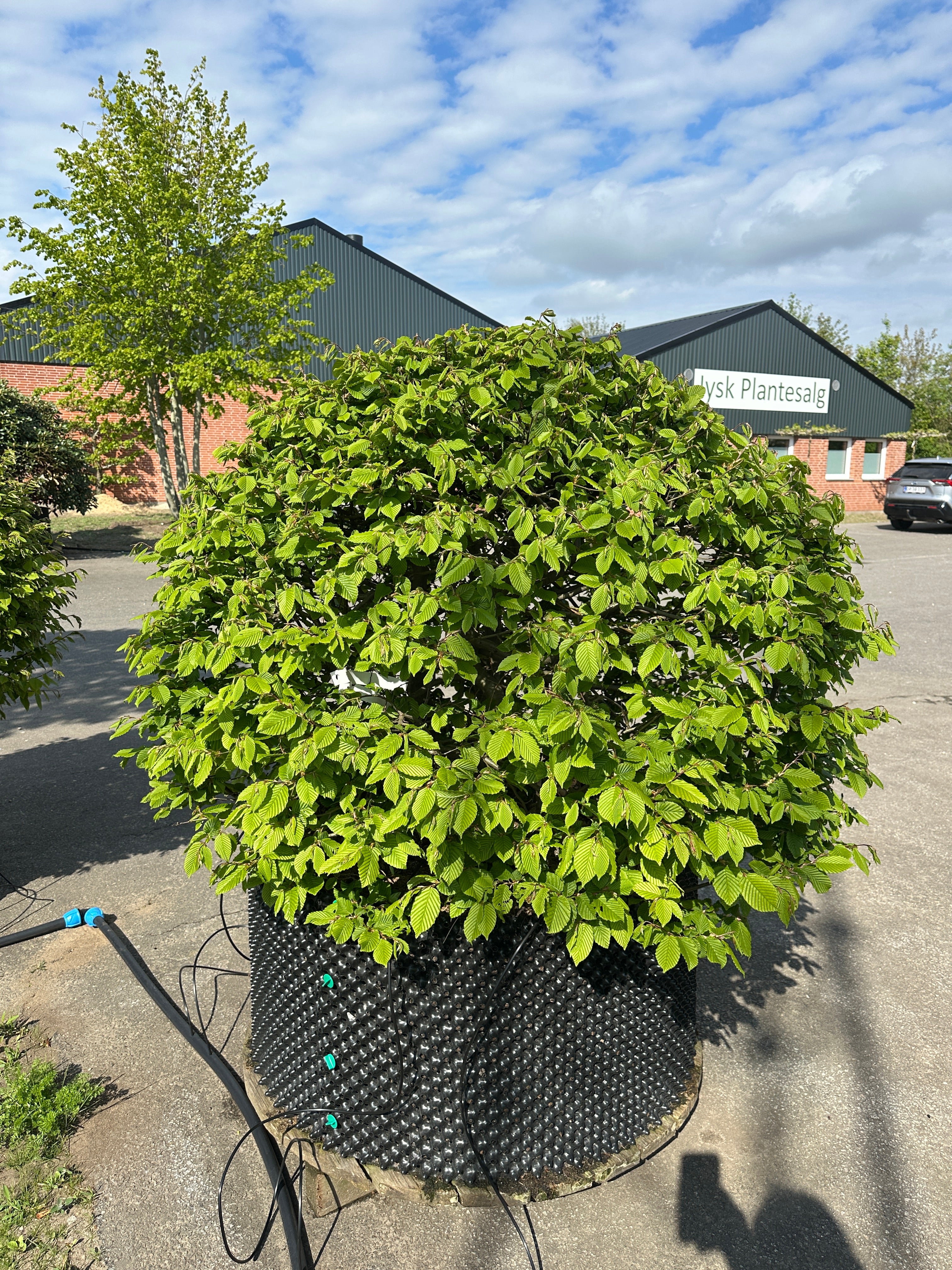 Kugleformet Carpinus betulus, med en tæt, rundformet krone af lysegrønne, strukturerede blade på en slank, bar stamme.