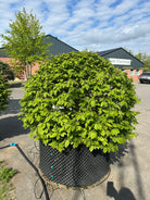 Kugleformet Carpinus betulus, med en tæt, rundformet krone af lysegrønne, strukturerede blade på en slank, bar stamme.