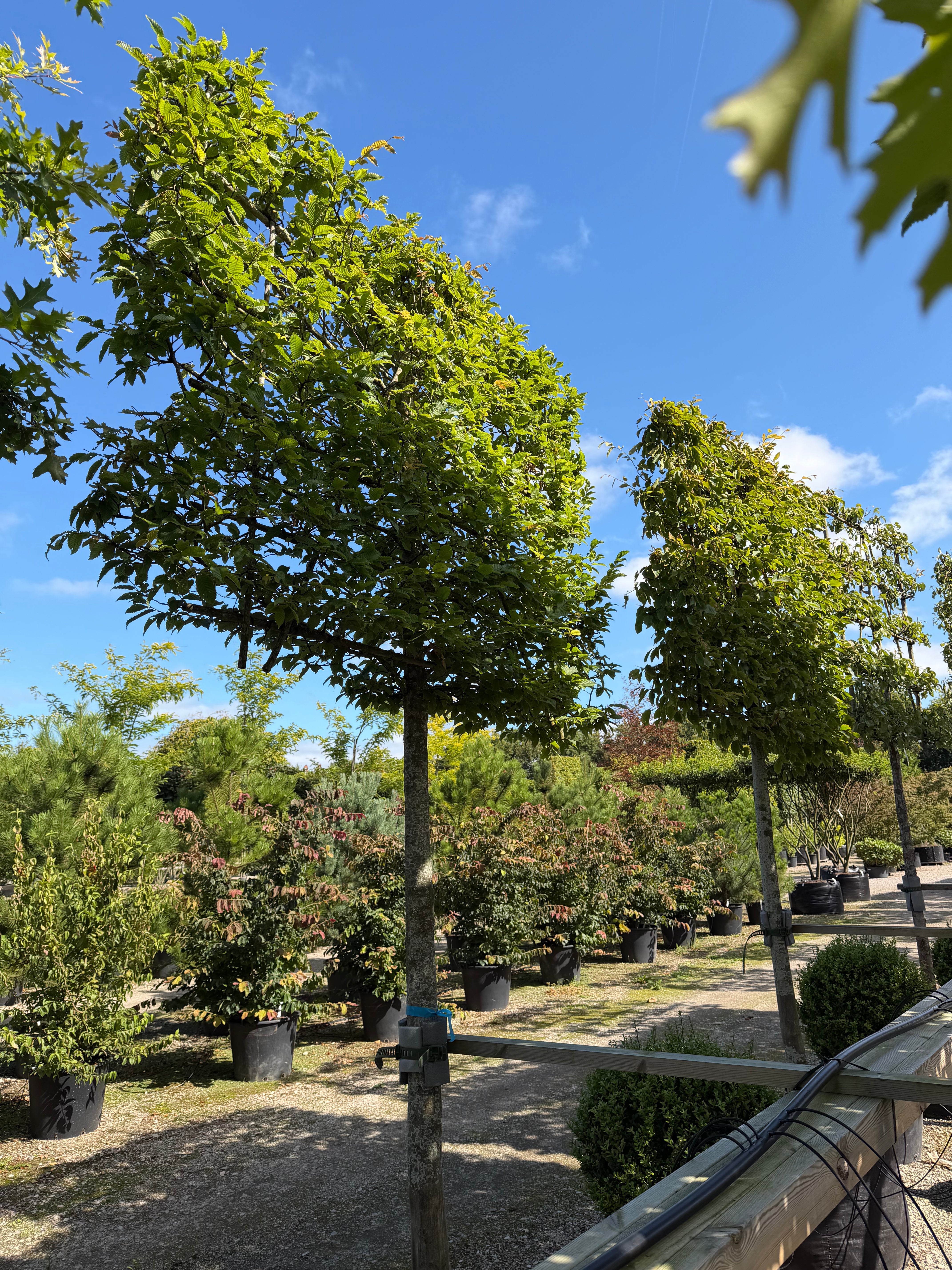 En svævende hæk af Avnbøg - Carpinus betulus med en tæt, rektangulært klippet grøn krone båret oppe af høje, rene stammer, der fungerer som en elegant og luftig afskærmning i haven.