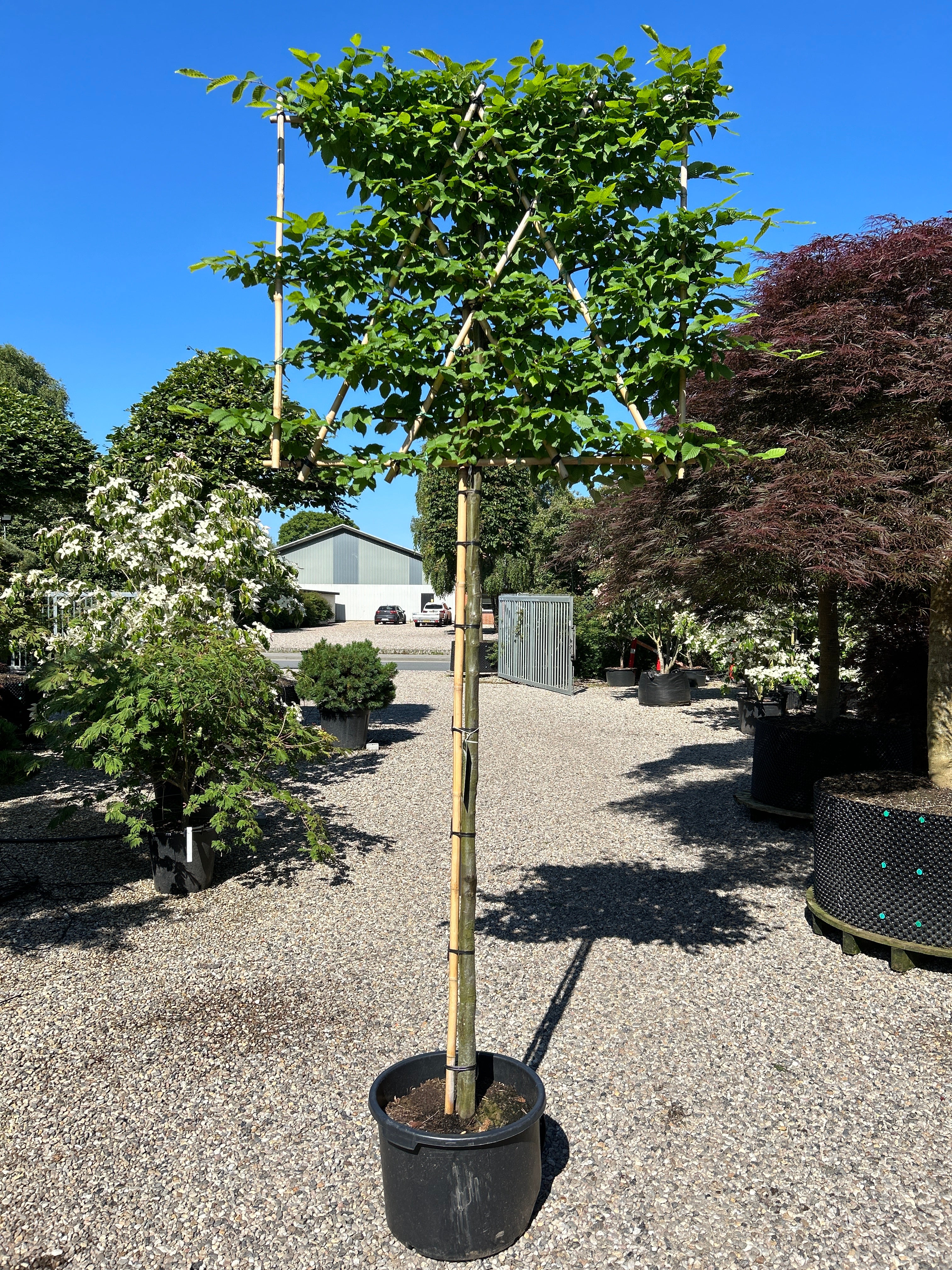 En svævende hæk af avnbøg - Carpinus betulus, med en bar stamme og en tæt, firkantet formklippet krone.