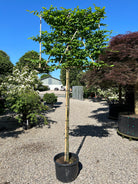 En svævende hæk af avnbøg - Carpinus betulus, med en bar stamme og en tæt, firkantet formklippet krone.