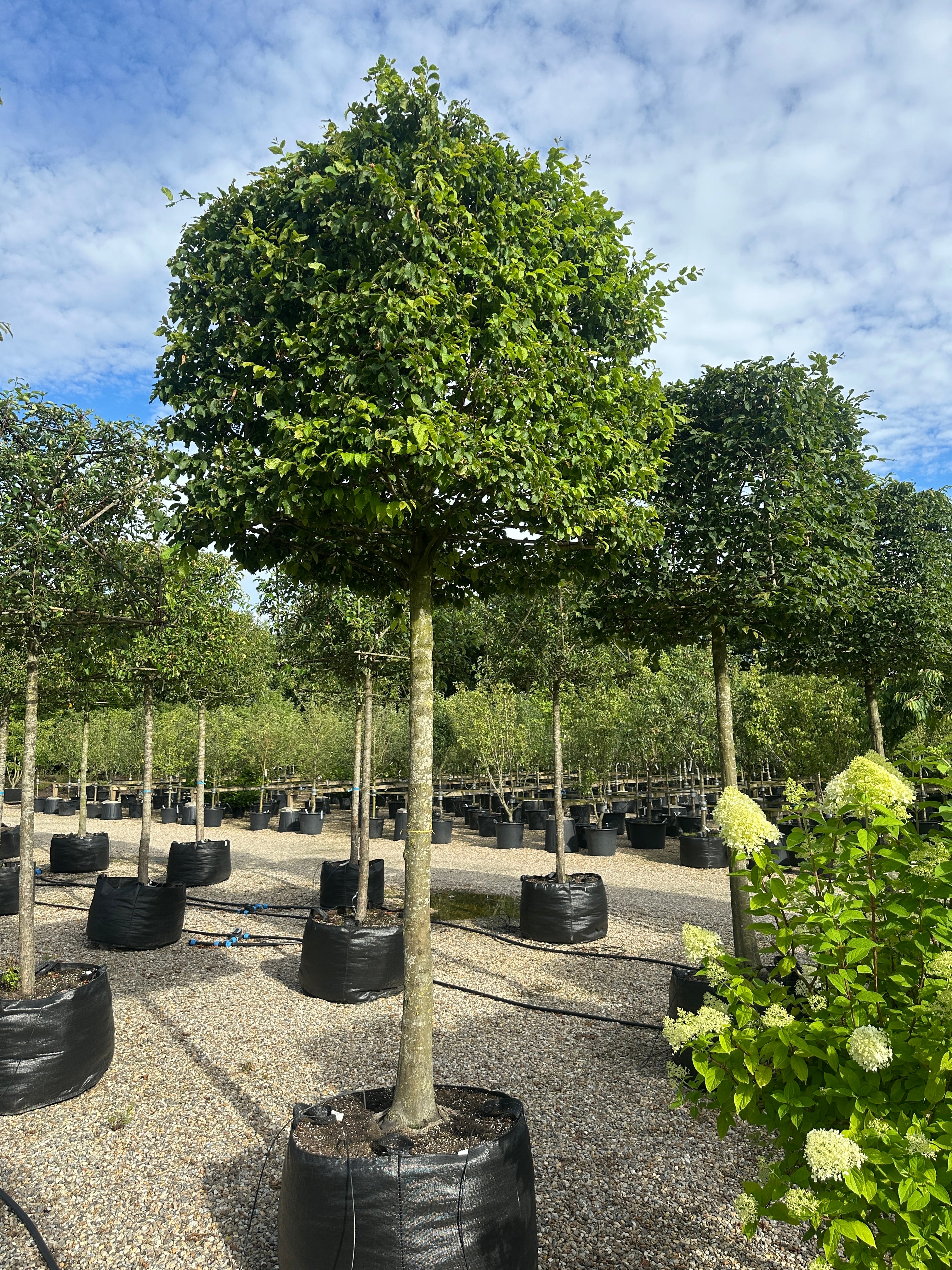Formklippet Carpinus betulus, hvor kronen er skåret i en kubisk kasseform hævet på en glat, mørkegrå stamme.