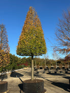 Kegleklippet avnbøg, Carpinus betulus, med gyldne efterårsblade.