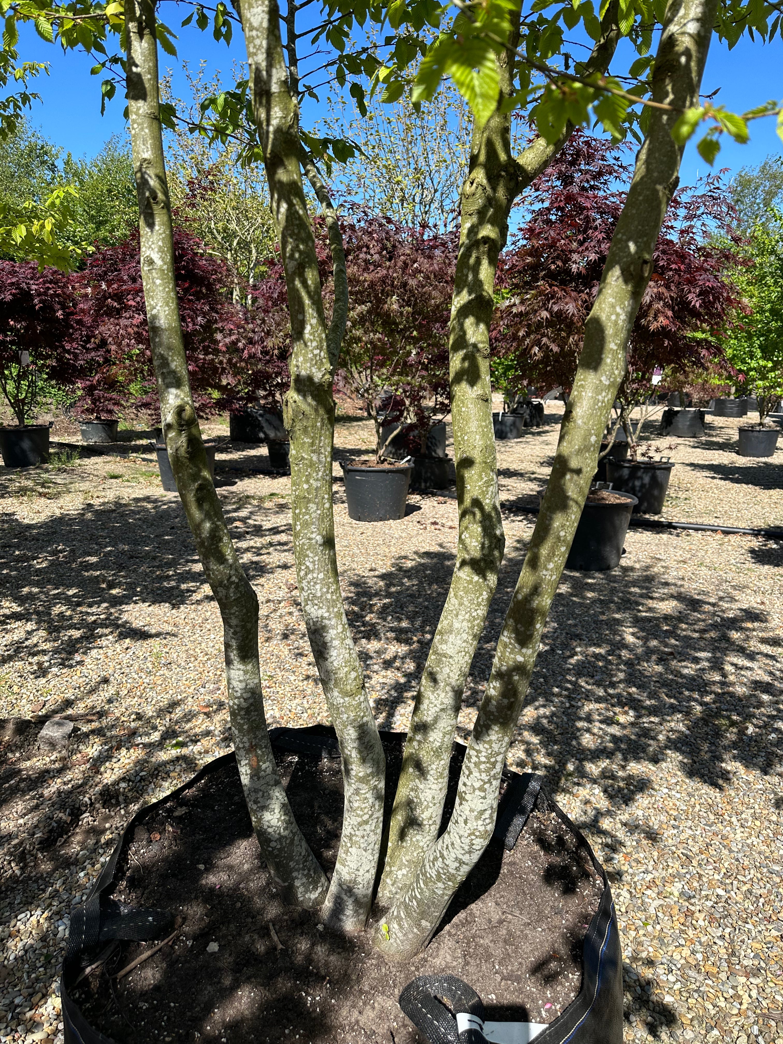 Multistammet 'Carpinus betulus'-avnbøg, hvor de mange karakteristiske, muskuløse og glatte grå stammer forgrener sig tæt fra jorden og strækker sig opad mod kronen.