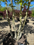 Multistammet 'Carpinus betulus'-avnbøg, hvor de mange karakteristiske, muskuløse og glatte grå stammer forgrener sig tæt fra jorden og strækker sig opad mod kronen.