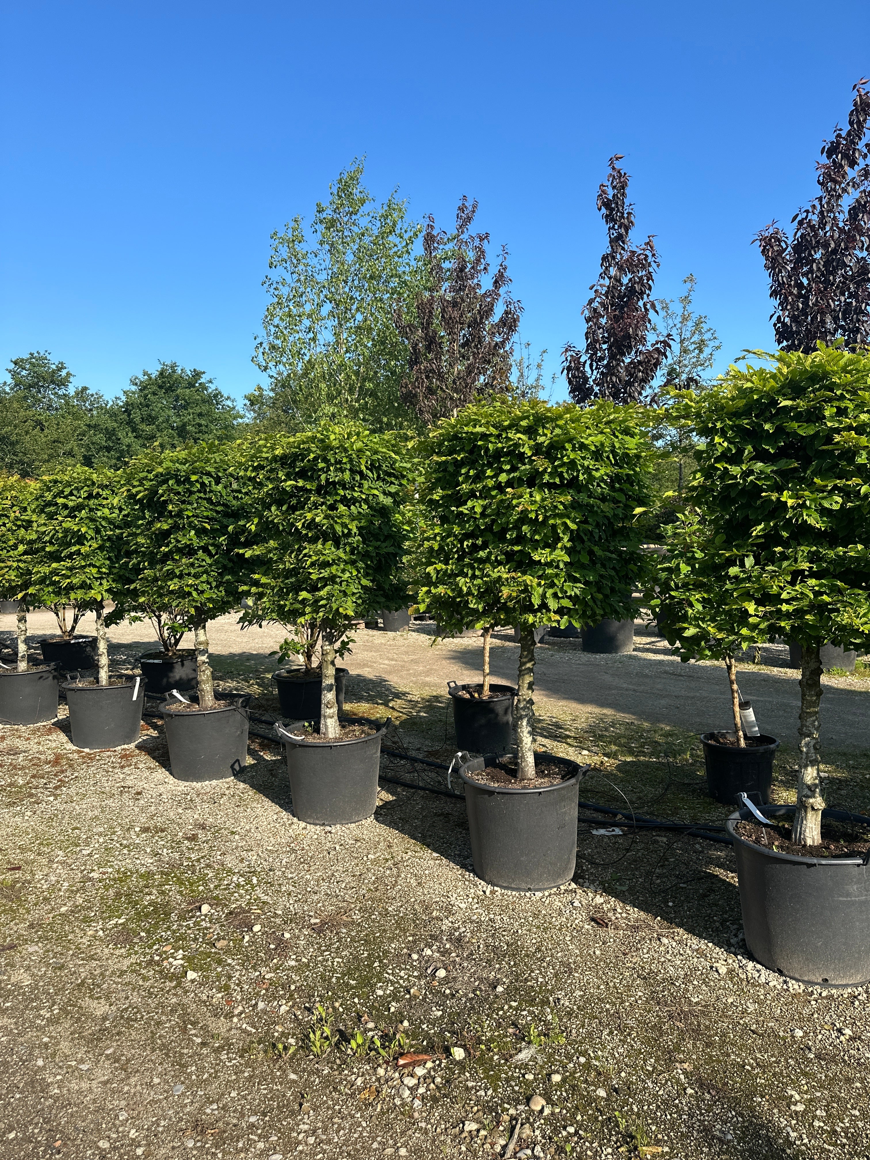 'Carpinus betulus'-avnbøg, hvor den tætte krone af friske, grønne blade sidder på en bar, grå stamme.