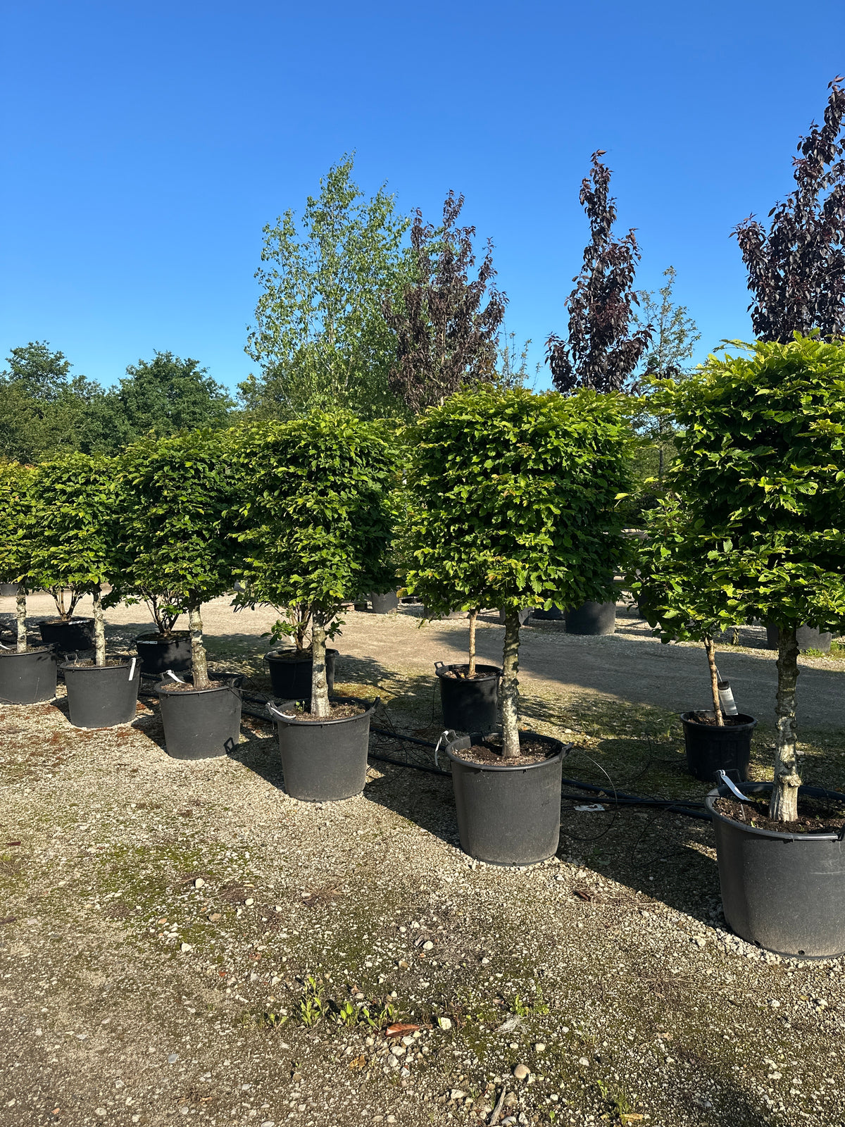 'Carpinus betulus'-avnbøg, hvor den tætte krone af friske, grønne blade sidder på en bar, grå stamme.