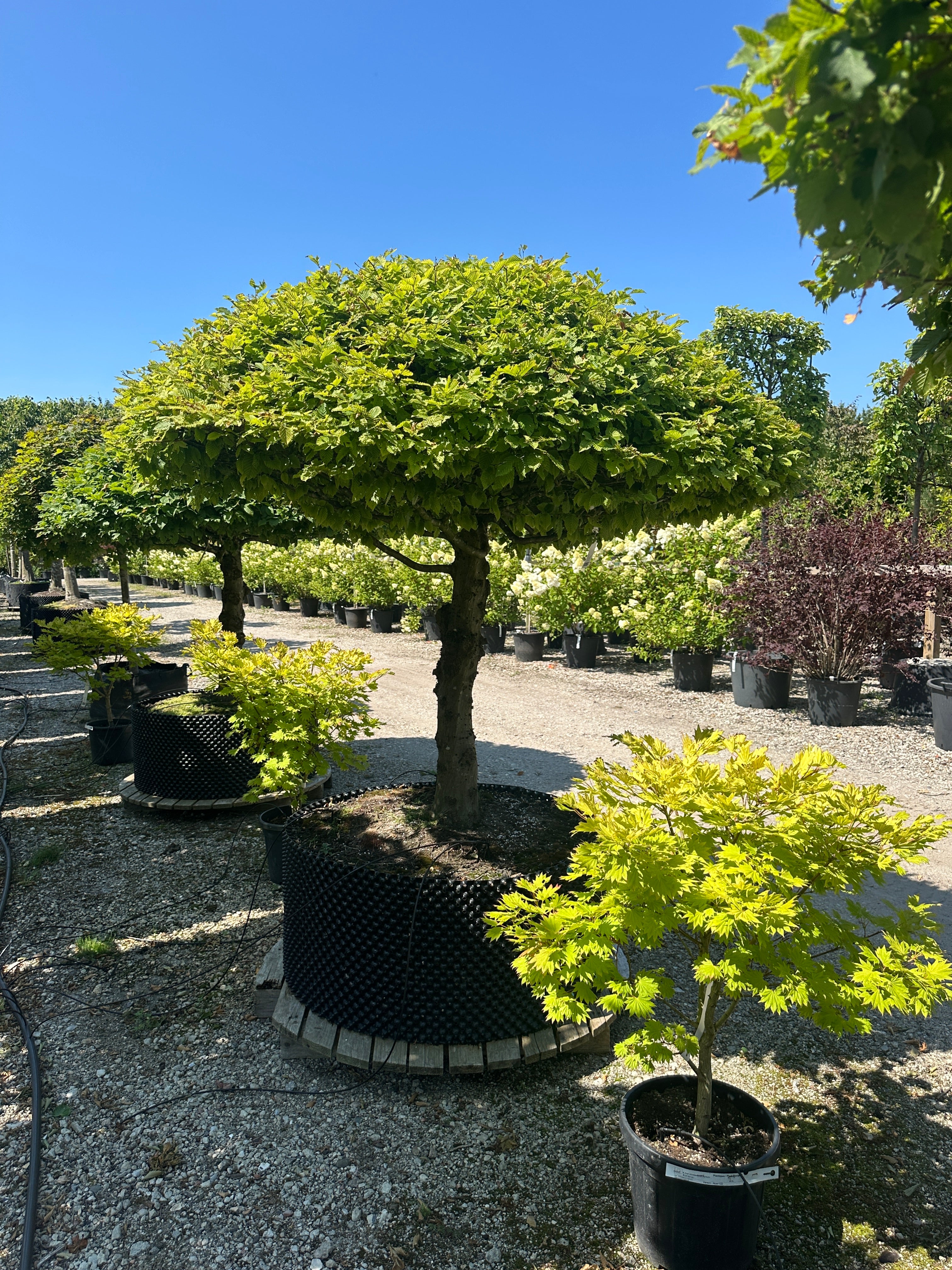 Opstammet og kugleformet 'Carpinus betulus'-avnbøg, hvor den tætte, helt symmetrisk runde krone af friske, grønne blade sidder på en bar, lige grå stamme.