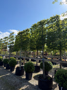 En svævende hæk af Avnbøg - Carpinus betulus  med en tæt, rektangulært klippet grøn krone båret oppe af høje, rene stammer, der fungerer som en elegant og luftig afskærmning i haven.