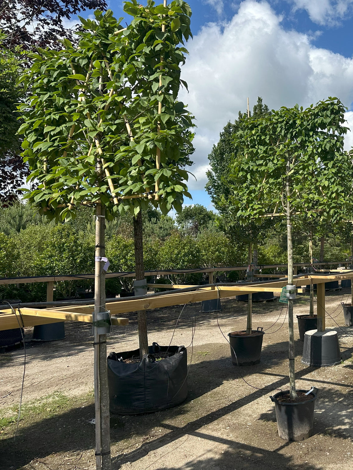 En svævende hæk af avnbøg - Carpinus betulus, med bare stammer og en tæt, firkantet formklippet krone.