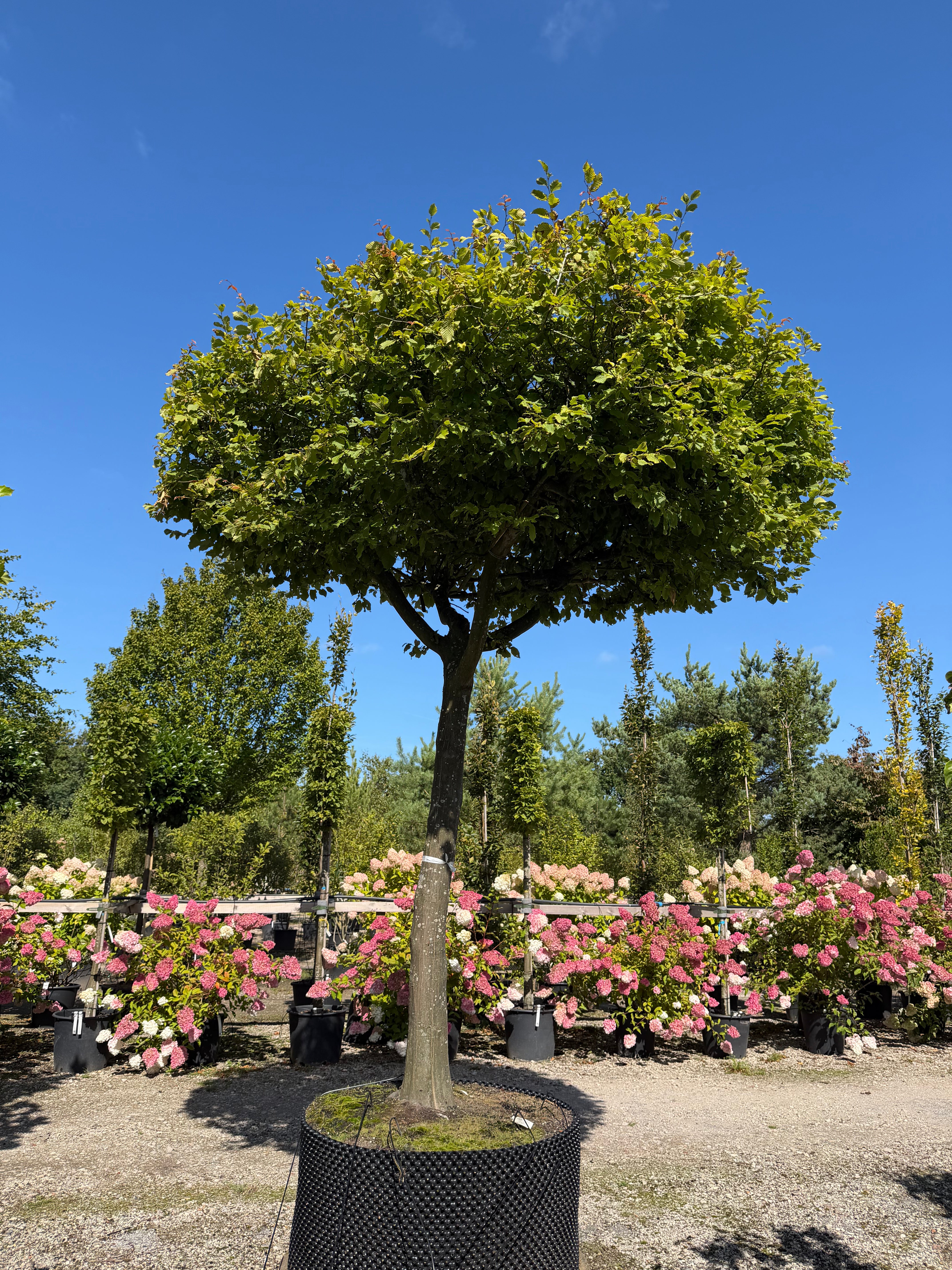 En tagklippet avnbøgtræ i fuld figur med en høj, ren stamme og en tæt, flad og vandret formklippet krone af grønne blade, der fungerer som en naturlig parasol.