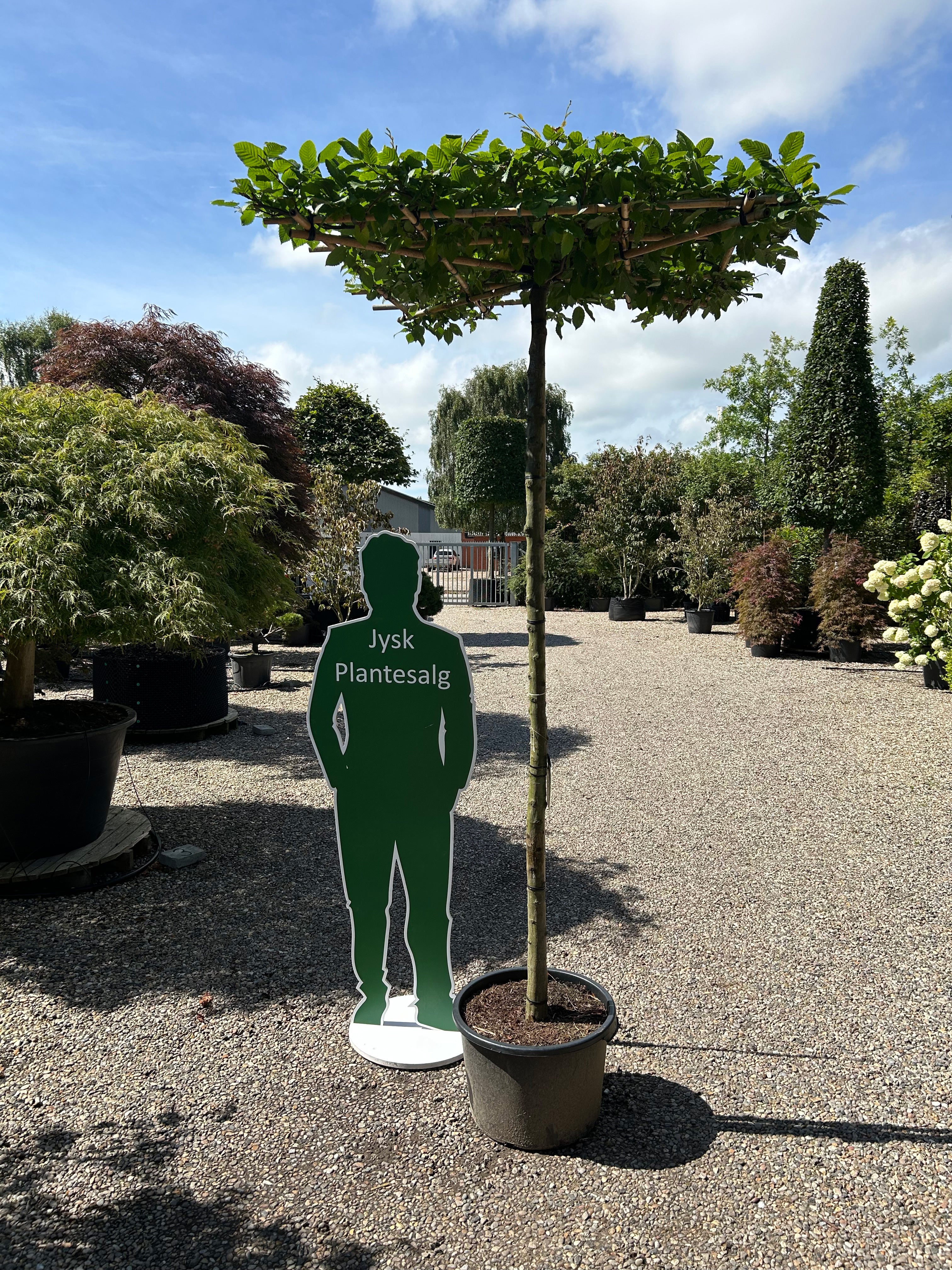Tagklippet 'Carpinus betulus'-avnbøg, hvor den flade, vandrette og rektangulære krone af friske, grønne blade danner et tæt tag på en bar, lige grå stamme.
