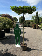 Tagklippet 'Carpinus betulus'-avnbøg, hvor den flade, vandrette og rektangulære krone af friske, grønne blade danner et tæt tag på en bar, lige grå stamme.