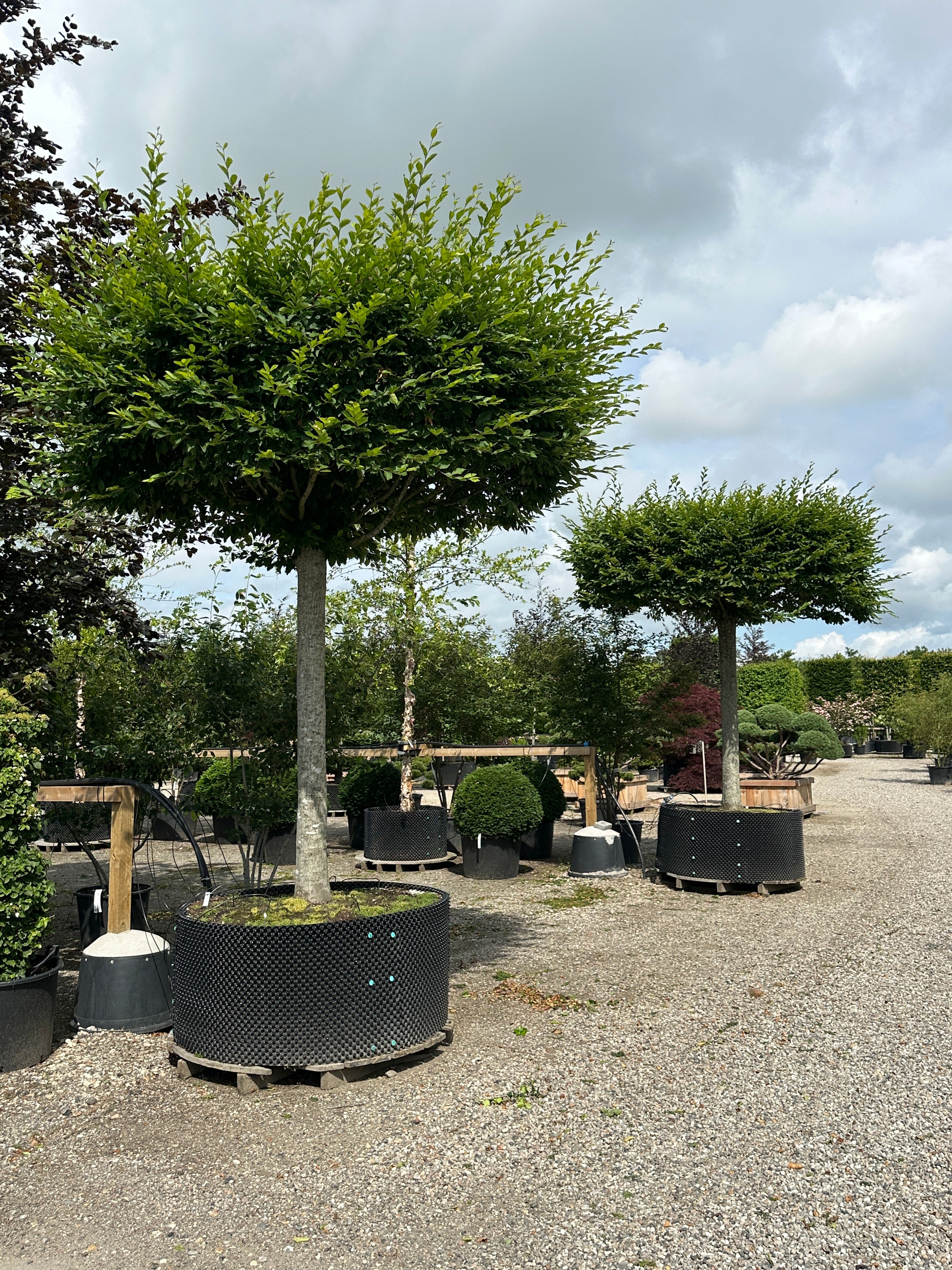 Tagklippet 'Carpinus betulus'-avnbøg, hvor den flade, vandrette og rektangulære krone af grønne blade danner et tæt tag på en bar, lige grå stamme.