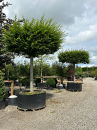 Tagklippet 'Carpinus betulus'-avnbøg, hvor den flade, vandrette og rektangulære krone af grønne blade danner et tæt tag på en bar, lige grå stamme.