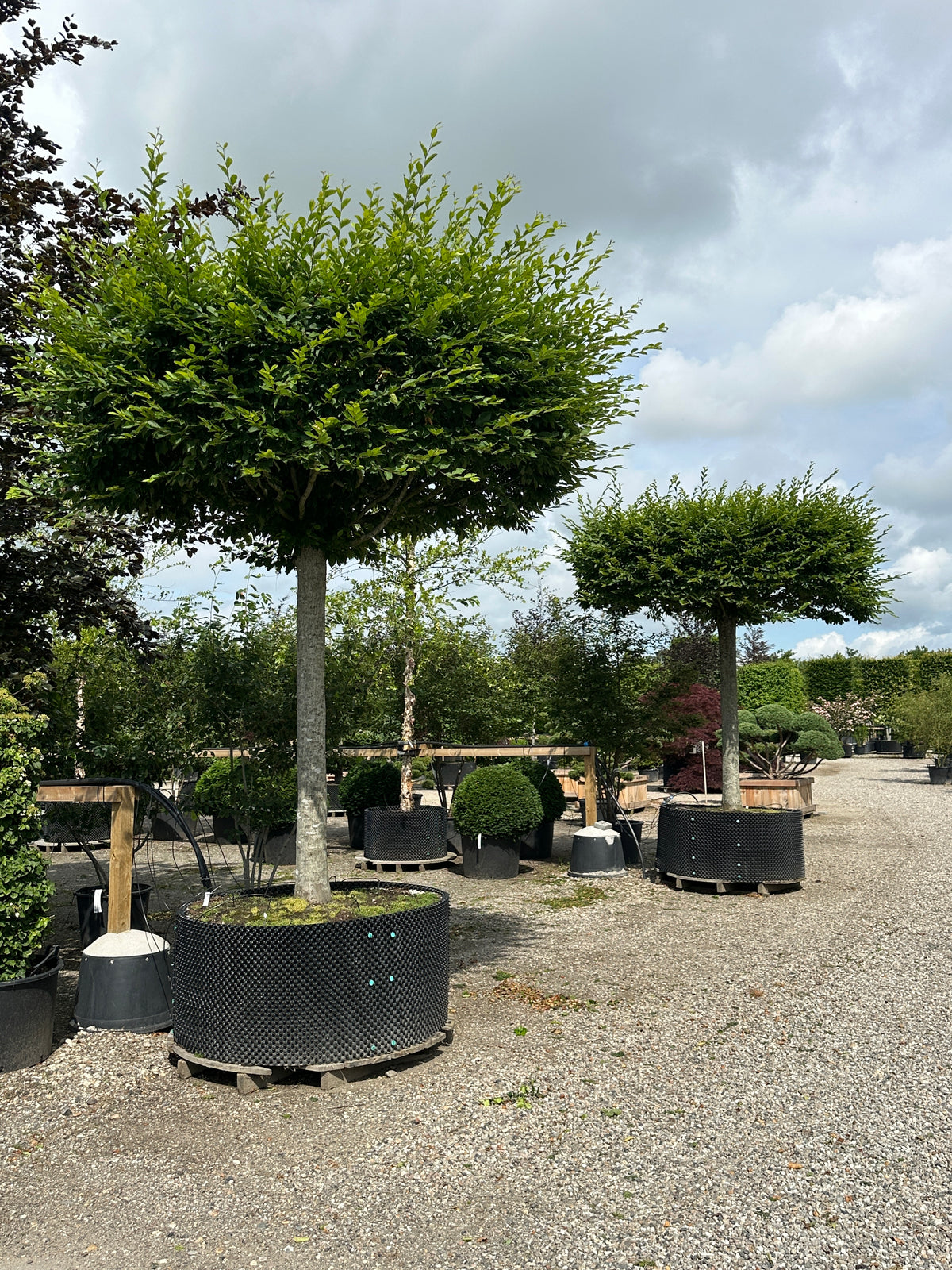Tagklippet 'Carpinus betulus'-avnbøg, hvor den flade, vandrette og rektangulære krone af grønne blade danner et tæt tag på en bar, lige grå stamme.