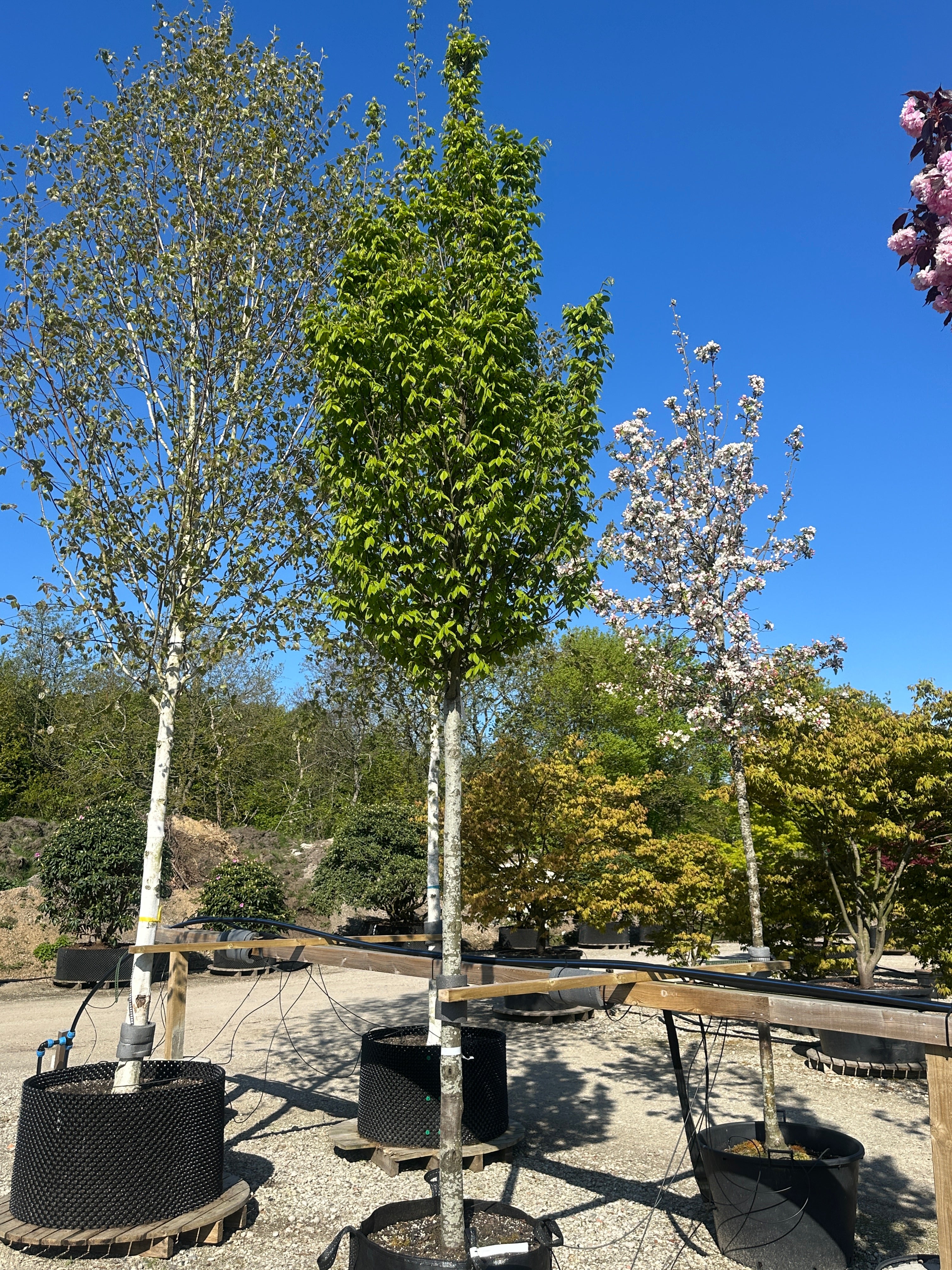 Opstammet avnbøg, Carpinus betulus 'Lucas', med en slank, tæt og regelmæssig oval krone 