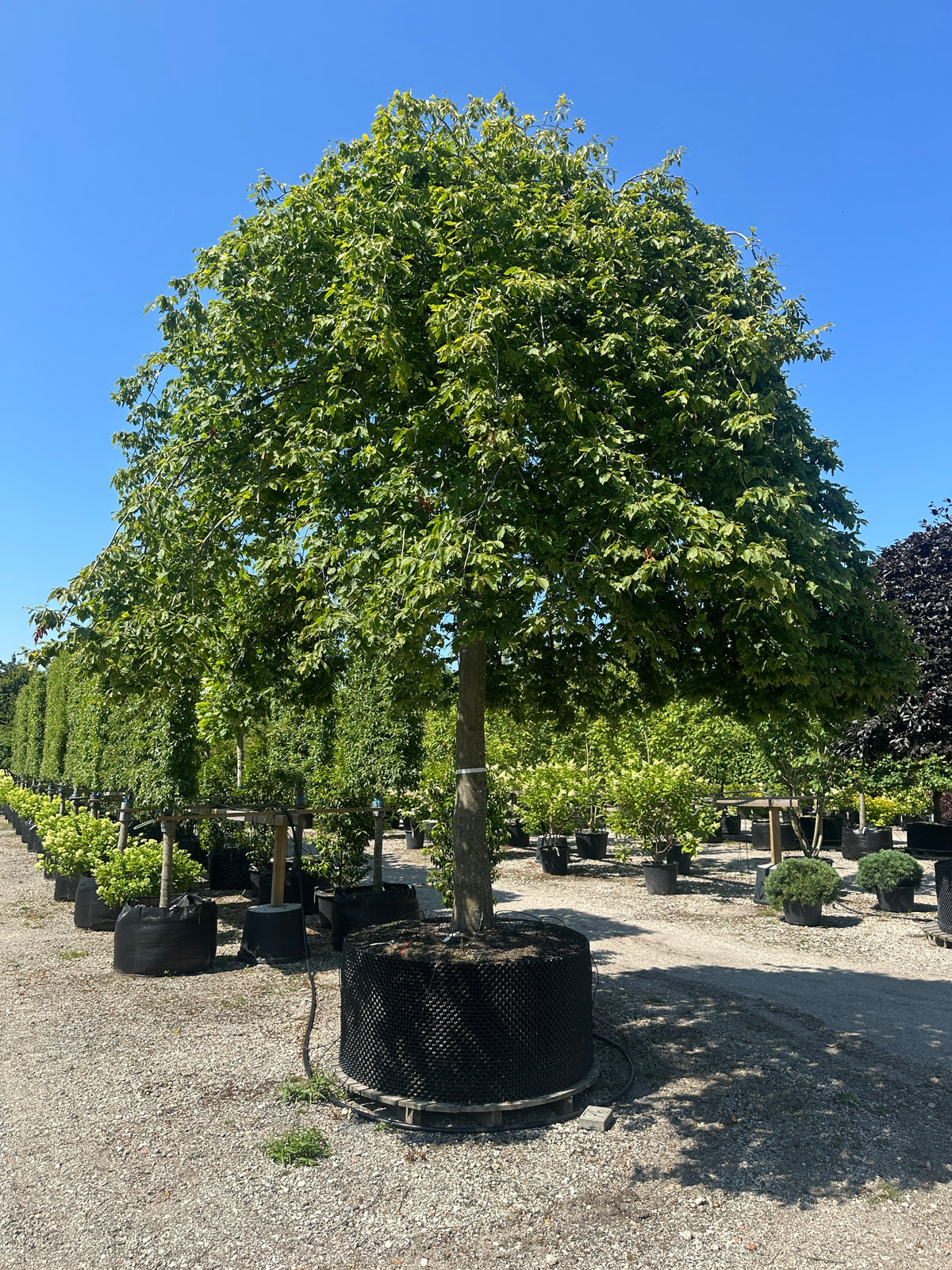 Opstammet 'Pendula'-hængeavnbøg, hvor den brede, paraplyformede krone af friske, grønne blade hænger ned mod jorden fra en bar, blygrå stamme midt på sommeren.