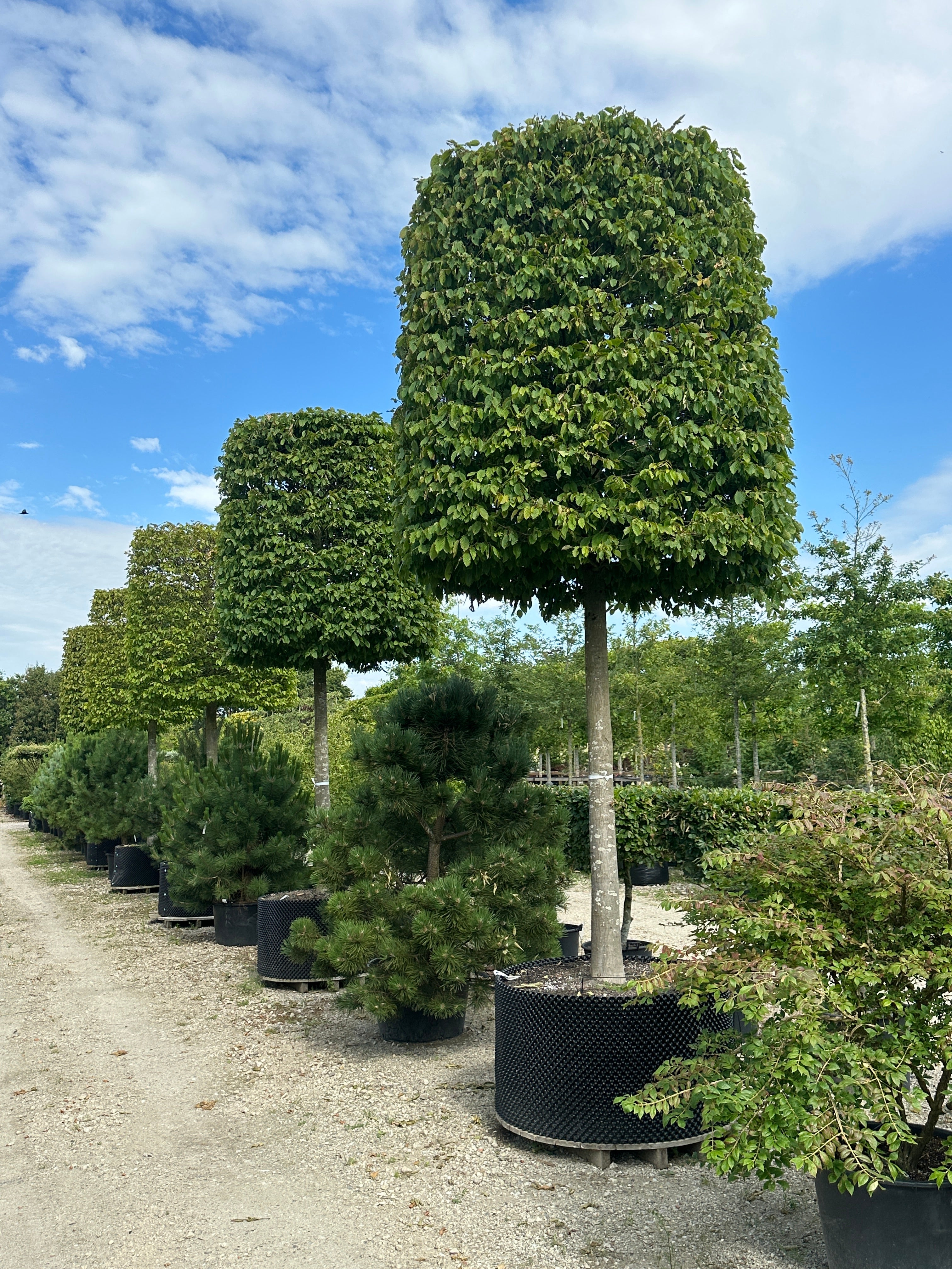 Cylinderklippet 'Purpurea'-avnbøg, hvor den stramme, geometriske cylinderform står helt tæt dækket af mørkegrønne blade midt på sommeren.