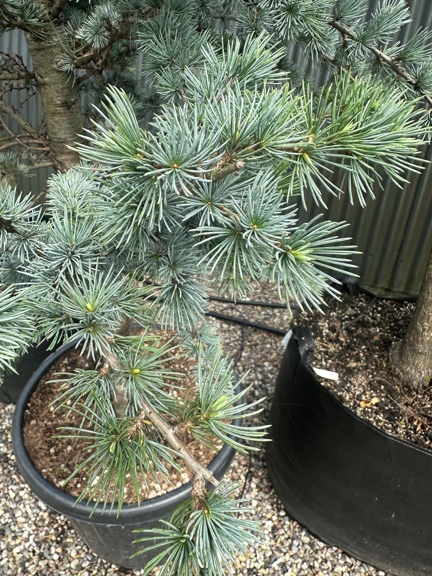 Tætte, sølvblå og blågrå nåle på en Cedrus libani 'Glauca' cedergren.