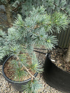 Tætte, sølvblå og blågrå nåle på en Cedrus libani 'Glauca' cedergren.