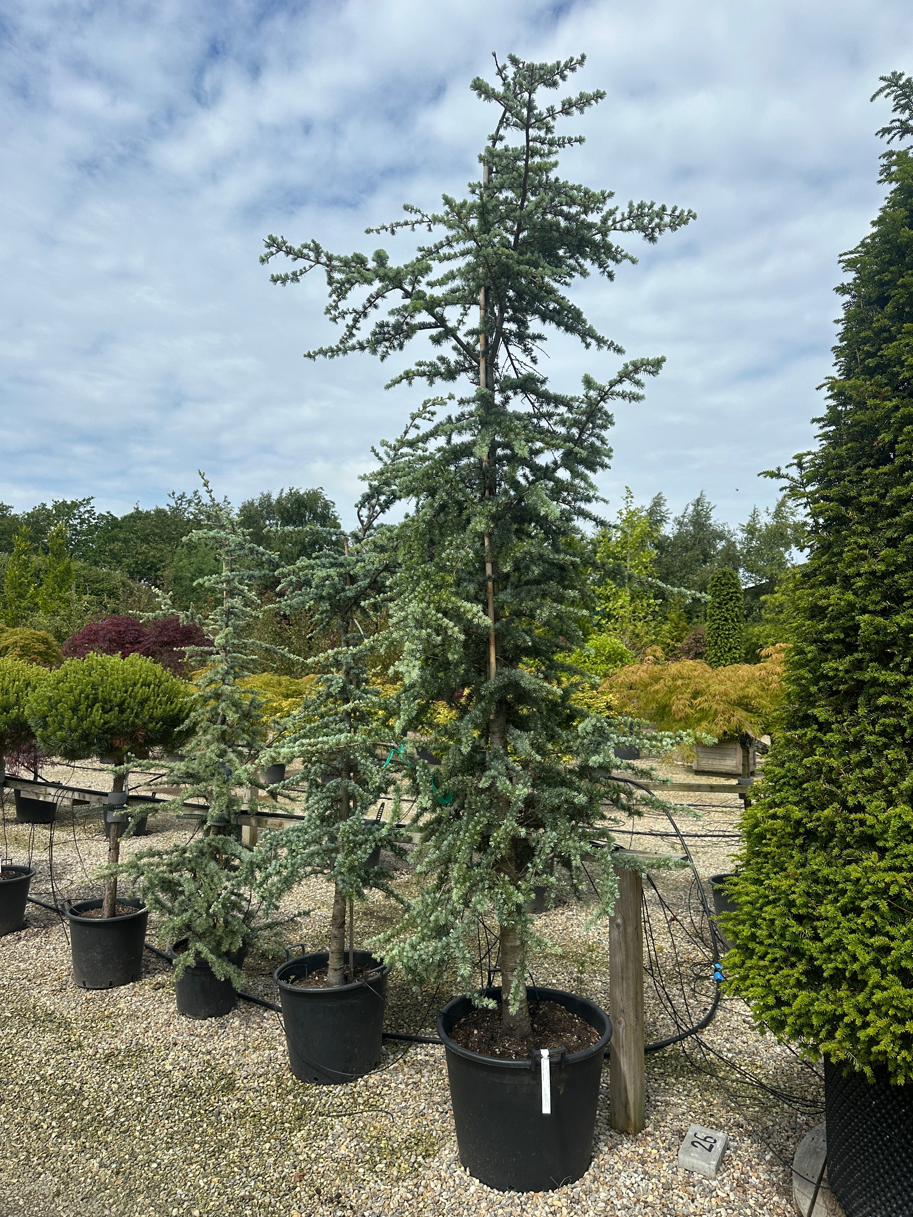 Skulpturelt blåcedertræ af typen Cedrus libani 'Glauca' med karakteristiske blågrå nåle.