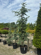 Skulpturelt blåcedertræ af typen Cedrus libani 'Glauca' med karakteristiske blågrå nåle.