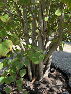 Tæt billede af bunden af et Cercidiphyllum japonicum, multistammet hjertetræ , der viser de mange slanke, opadstræbende stammer, der forgrener sig direkte fra jorden.