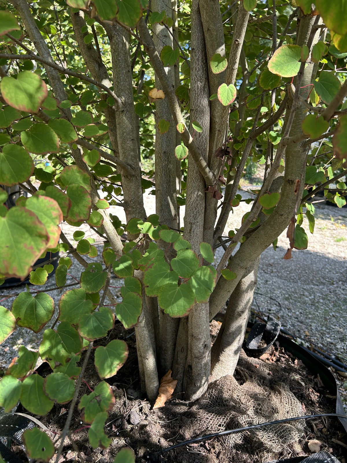 Tæt billede af bunden af et Cercidiphyllum japonicum, multistammet hjertetræ , der viser de mange slanke, opadstræbende stammer, der forgrener sig direkte fra jorden.