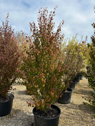 Buskformet 'Cercidiphyllum japonicum'-hjertetræbusk, hvor de mange oprette grene forgrener sig helt fra bunden og danner en bred, tæt struktur dækket af hjerteformede blade midt på sommeren.