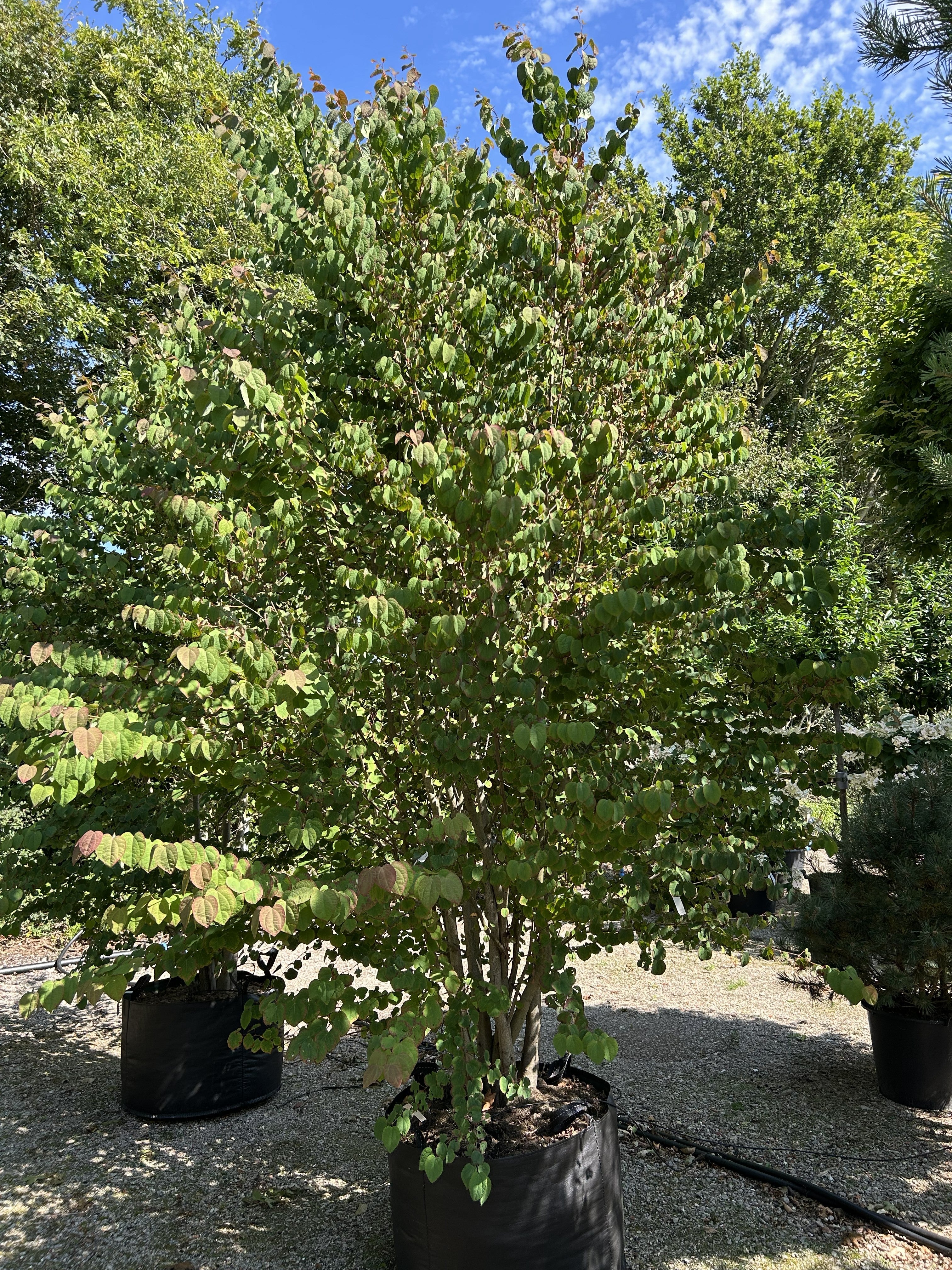 Cercidiphyllum japonicum, Multistammet hjertetræ med flere slanke stammer og en bred krone af karakteristiske hjerteformede blade.