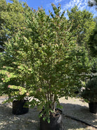 Cercidiphyllum japonicum, Multistammet hjertetræ med flere slanke stammer og en bred krone af karakteristiske hjerteformede blade.