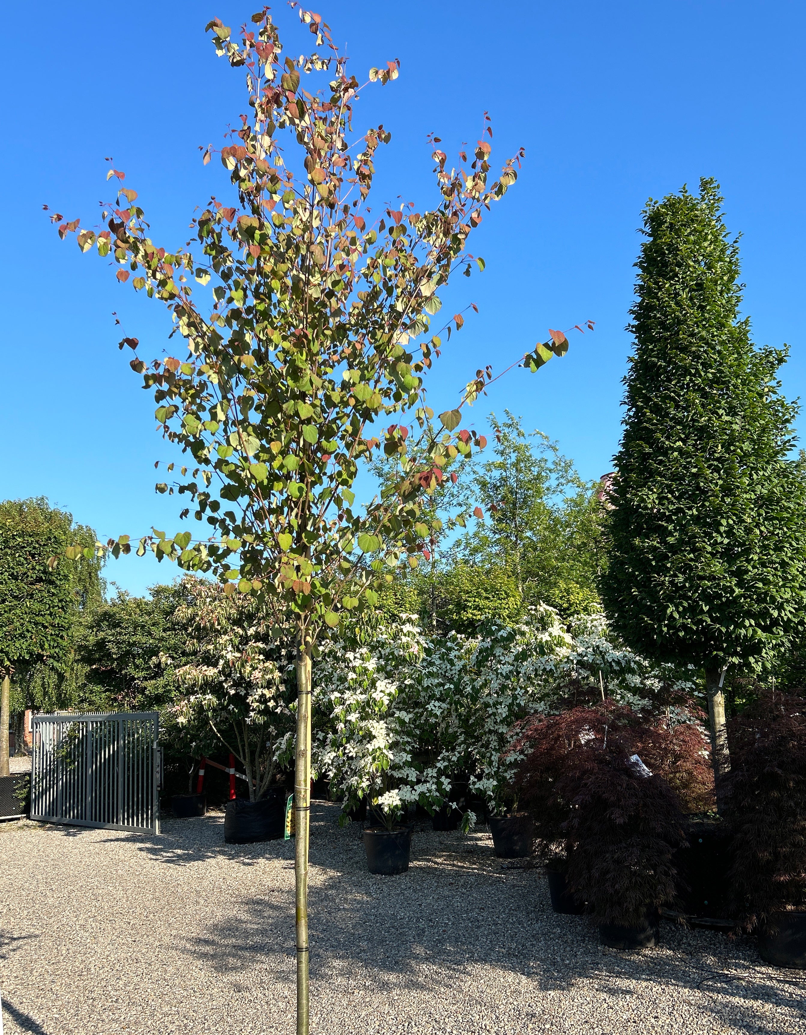 Opstammet 'Cercidiphyllum japonicum'-hjertetræ, hvor den tætte krone af hjerteformede blade sidder på en bar, gråbrun stamme midt på sommeren.