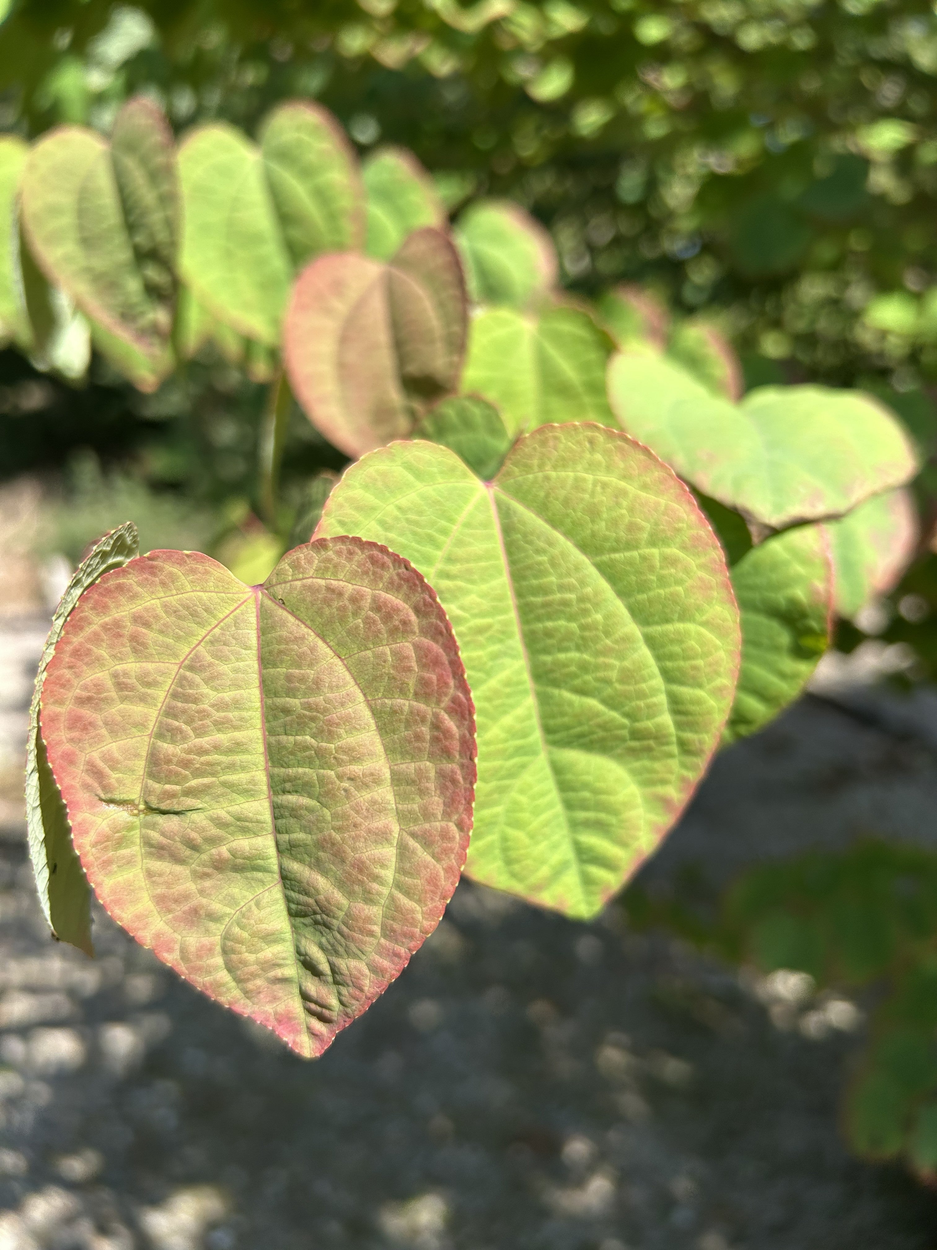 Tæt nærbillede af et enkelt, perfekt hjerteformet blad med fine bladnerver på et hjertetræ, Cercidiphyllum japonicum.