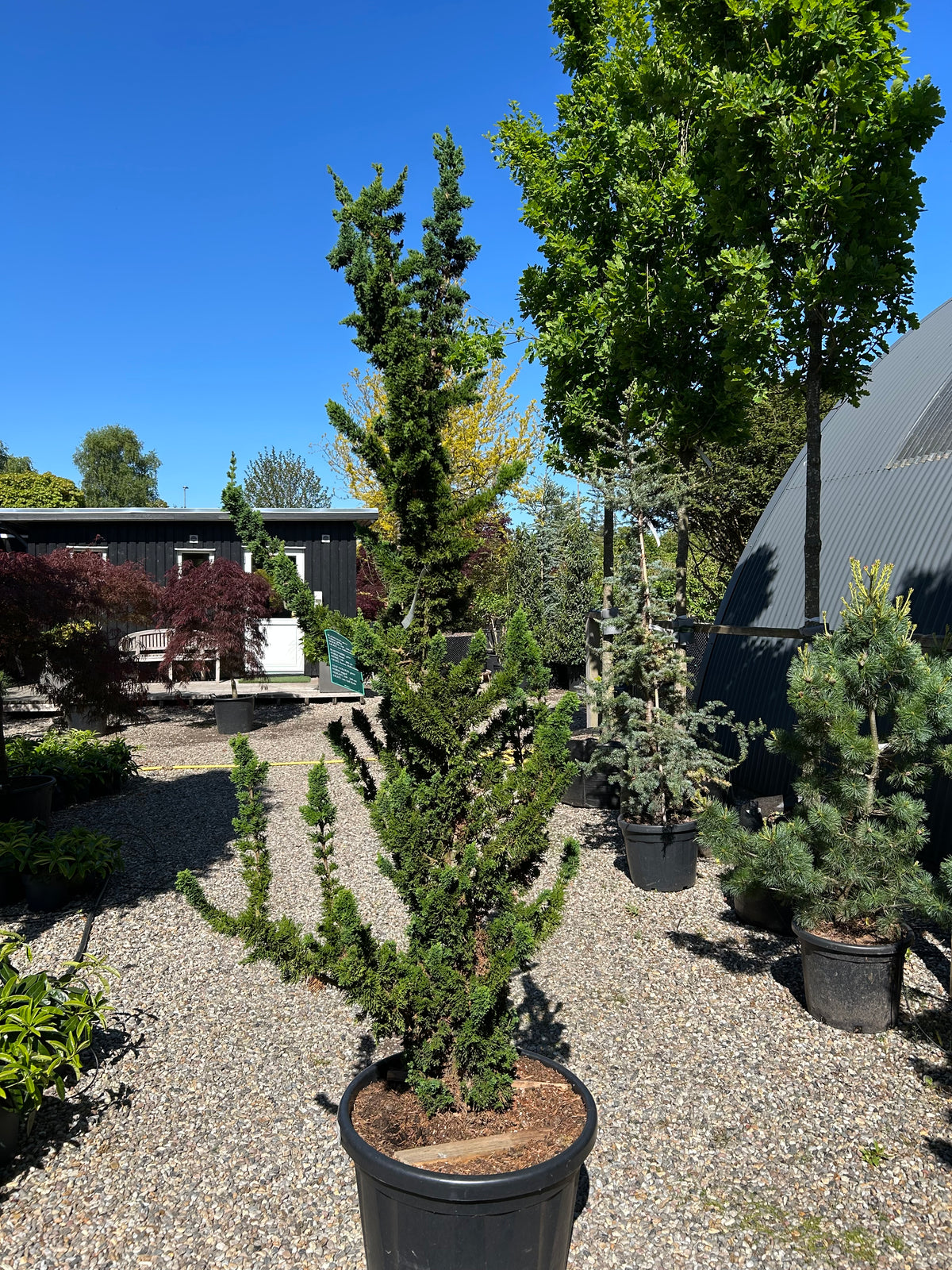 'Wissels Saguaro'-søjlecypres, som viser det stedsegrønne nåletræs skulpturelle form med oprette, uregelmæssige sidegrene, der minder om en kaktus.