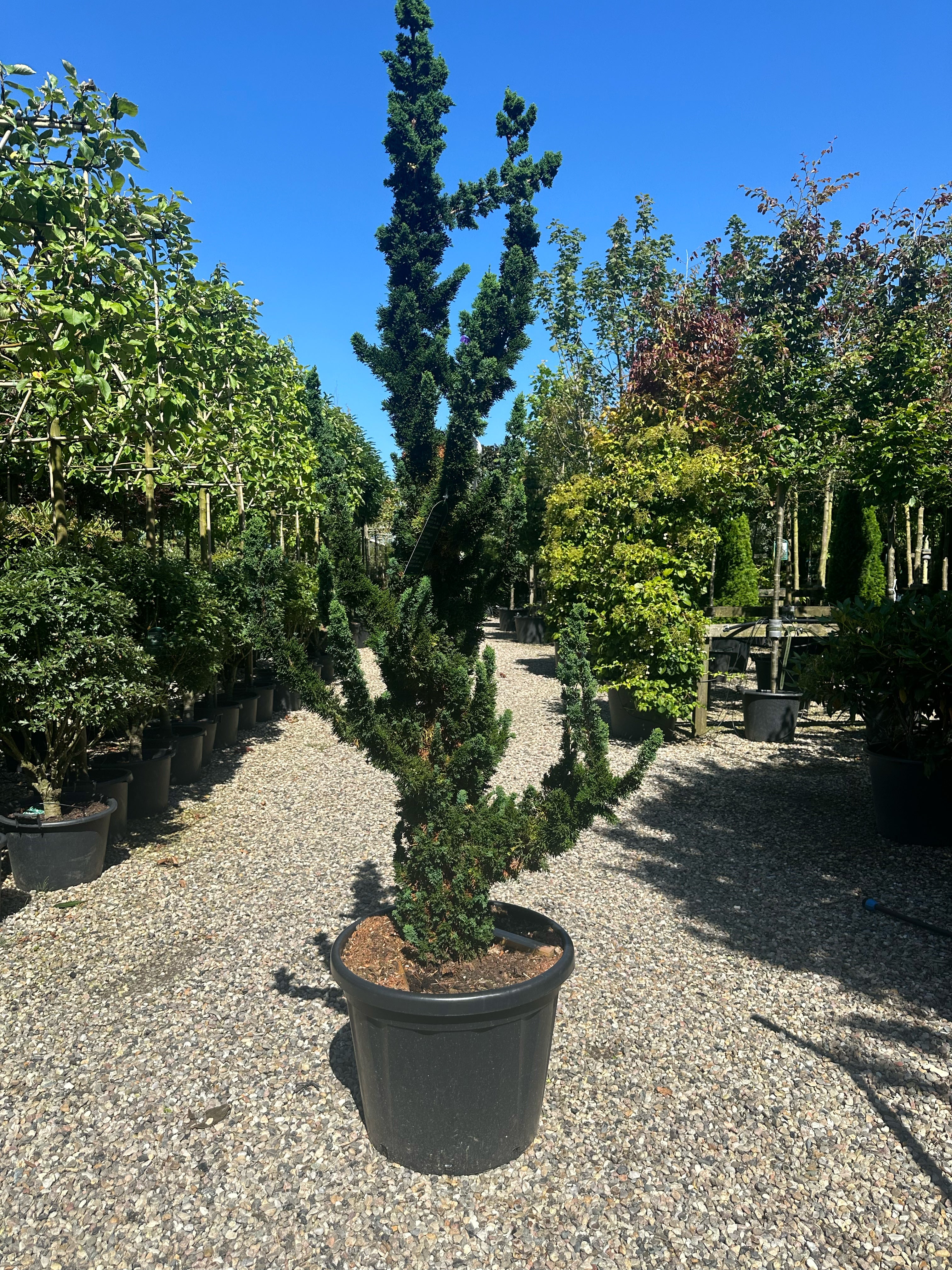 'Wissels Saguaro'-søjlecypres, som viser det stedsegrønne nåletræs skulpturelle form med oprette, uregelmæssige sidegrene, der minder om en kaktus.