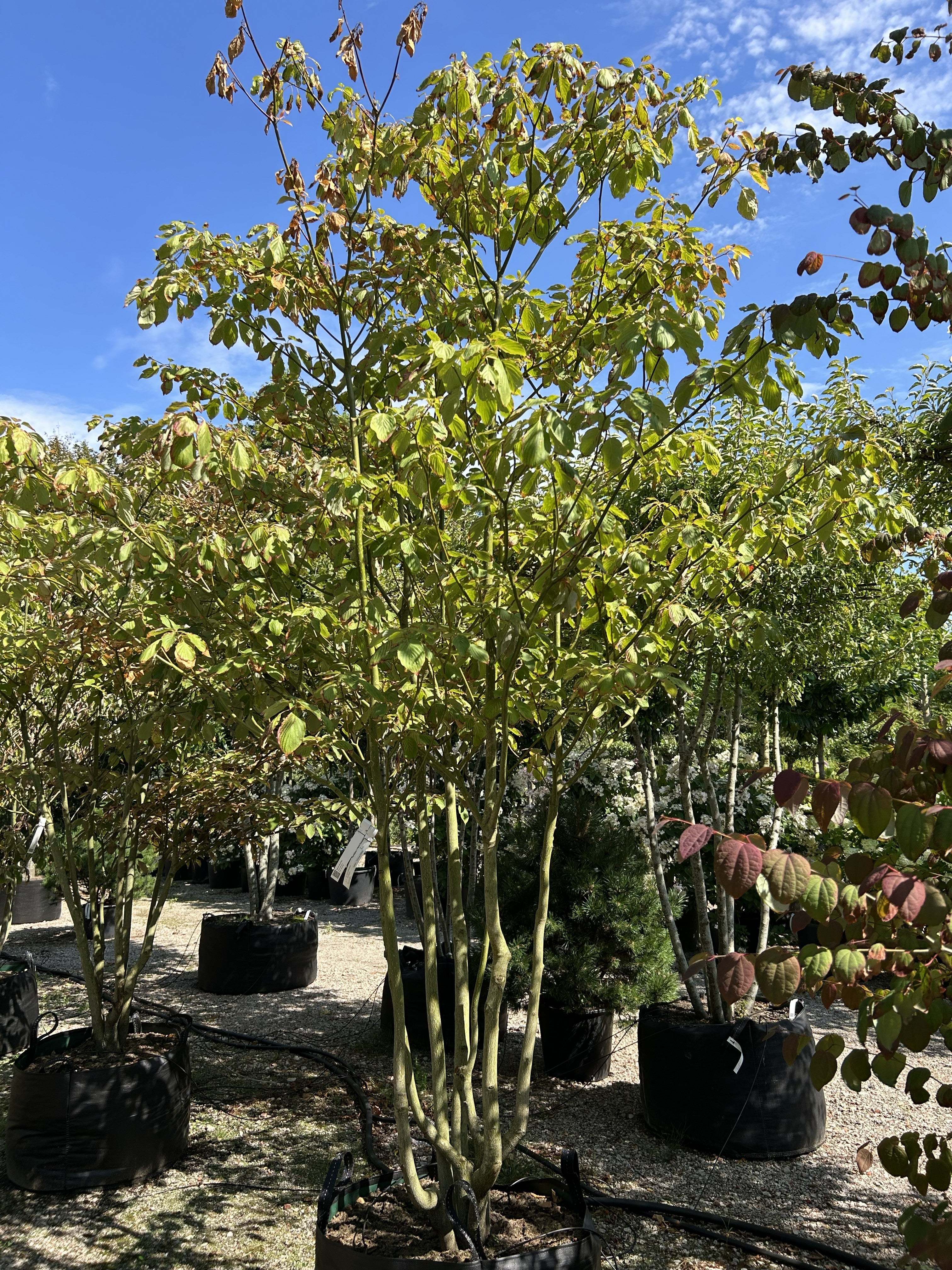 Multistammet etagekornel, Cornus controversa, med flere synlige stammer og grene i markante, vandrette etager.