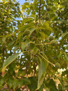 Umodne, grønne, hindbærlignende frugter og spidse, grønne blade på en Cornus kousa Chinensis koreakornel.