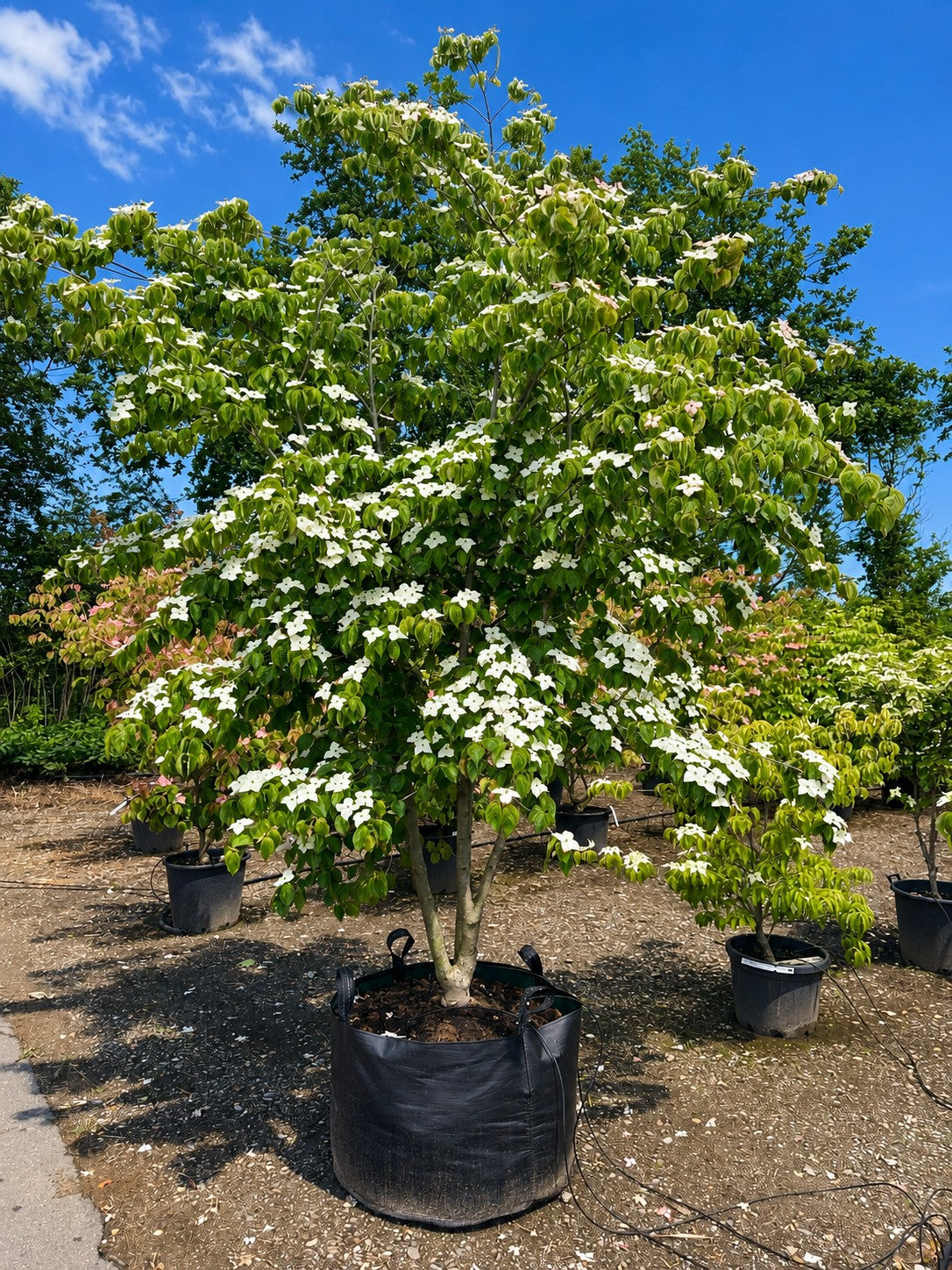 Multistammet koreakornel, Cornus kousa 'Chinensis', med flere synlige stammer og en bred, forgrenet krone.