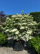 Multistammet koreakornel Milky Way med synlige stammer og en bred etageopbygget krone i overdådig hvid blomstring.