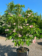 Kompakt Cornus kousa Rosy Teacups koreakornel busk fyldt med store, rosa-røde stjerneformede blomster.