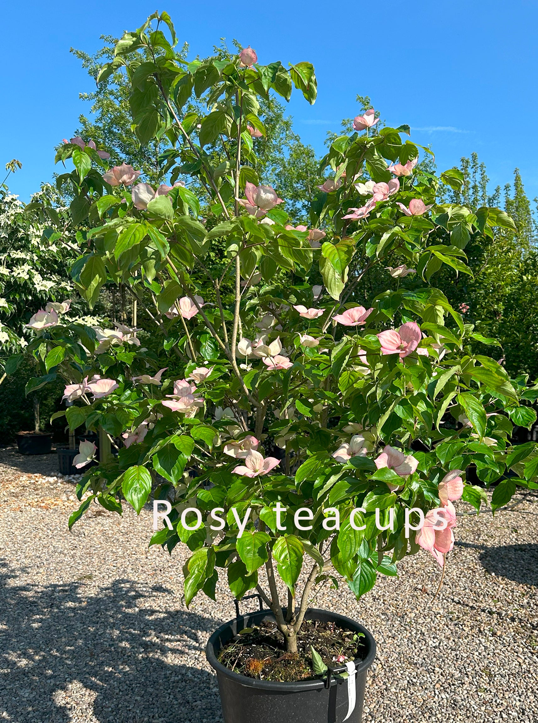 Kompakt Cornus kousa Rosy Teacups koreakornel busk fyldt med store, rosa-røde stjerneformede blomster.