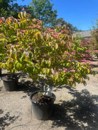Blomstring med store, stjerneformede mørkrosa højblade på en Cornus kousa 'Satomi'.