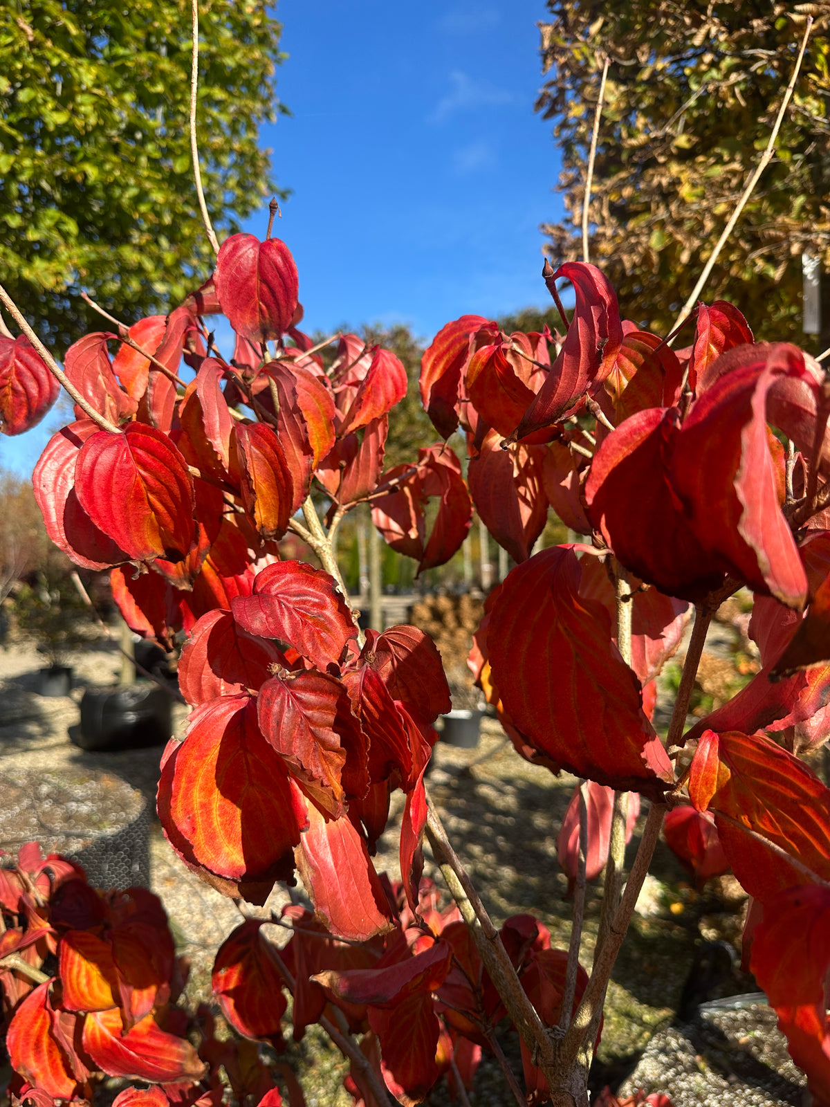 Ovalt og let bølget blad fra en 'Satomi'-koreakornel i efteråret, der viser en intens, lysende rød og lilla høstfarve med tydelige bladnerver.