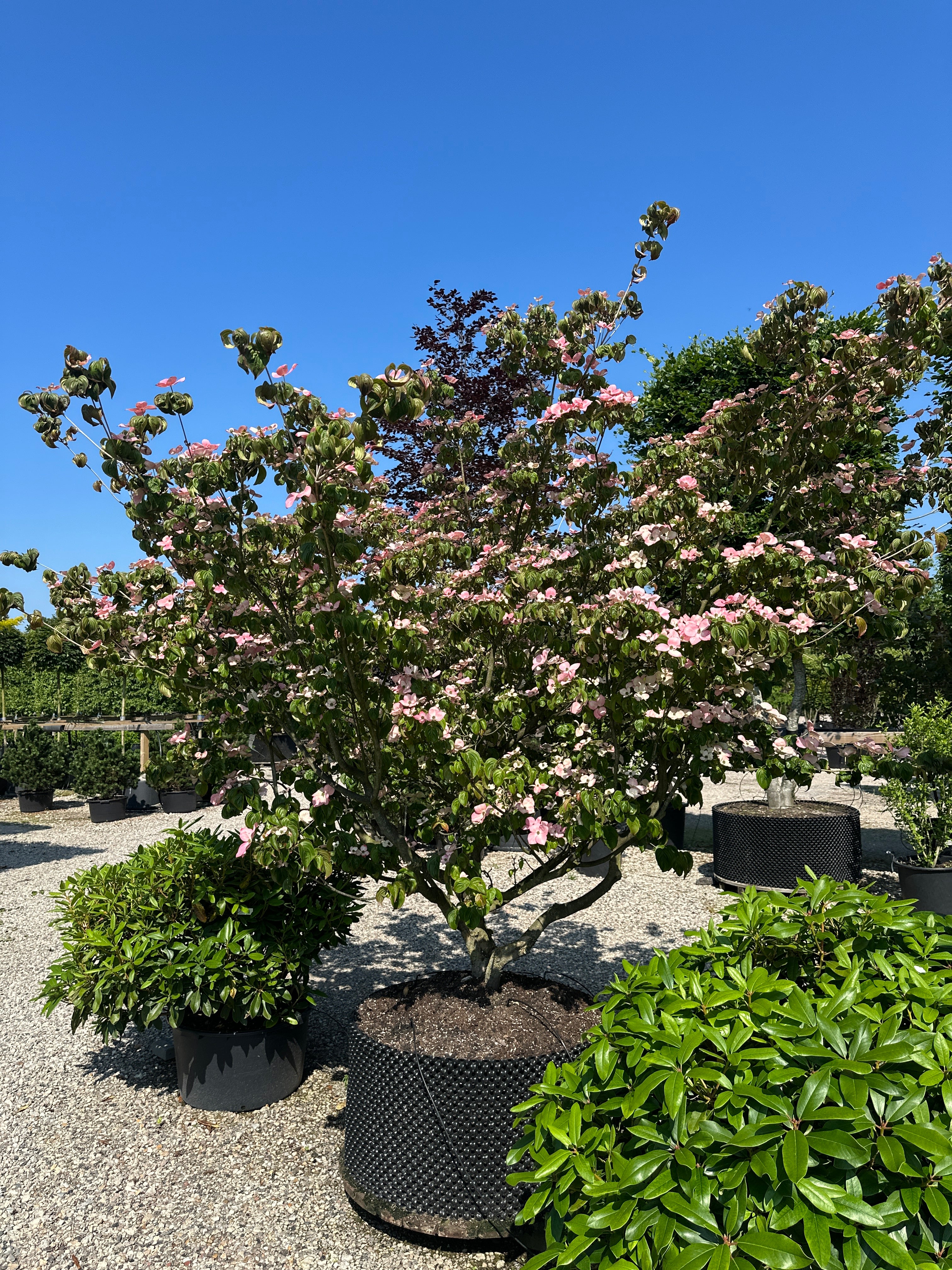 Multistammet Cornus kousa 'Satomi' i fuld forsommerblomstring med et væld af store, lyserøde højblade.